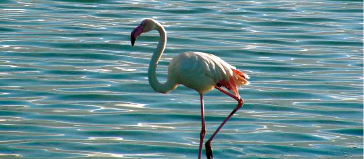 Flamingo, Sardinia