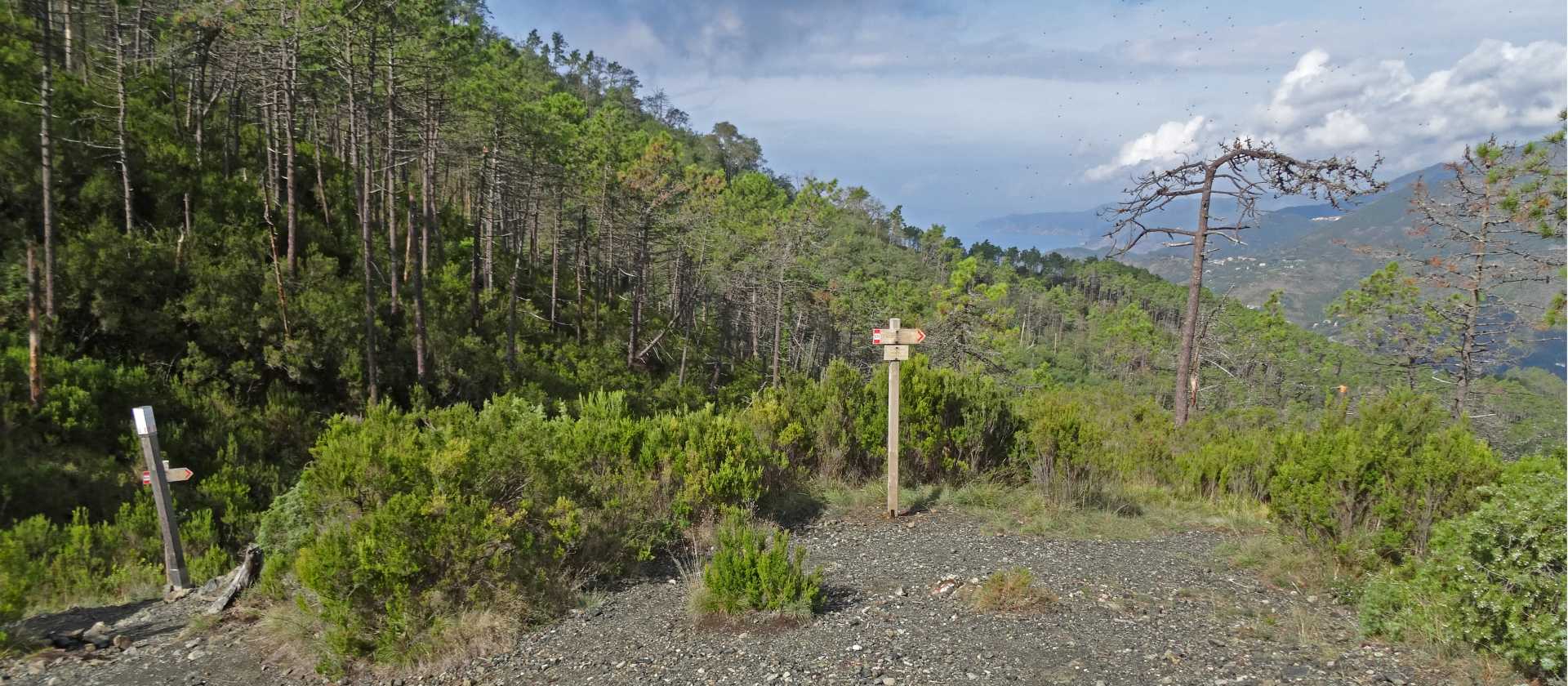 Forest junction up on the path around Monte Malpertuso | John Millen