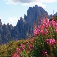 Dolomites in bloom