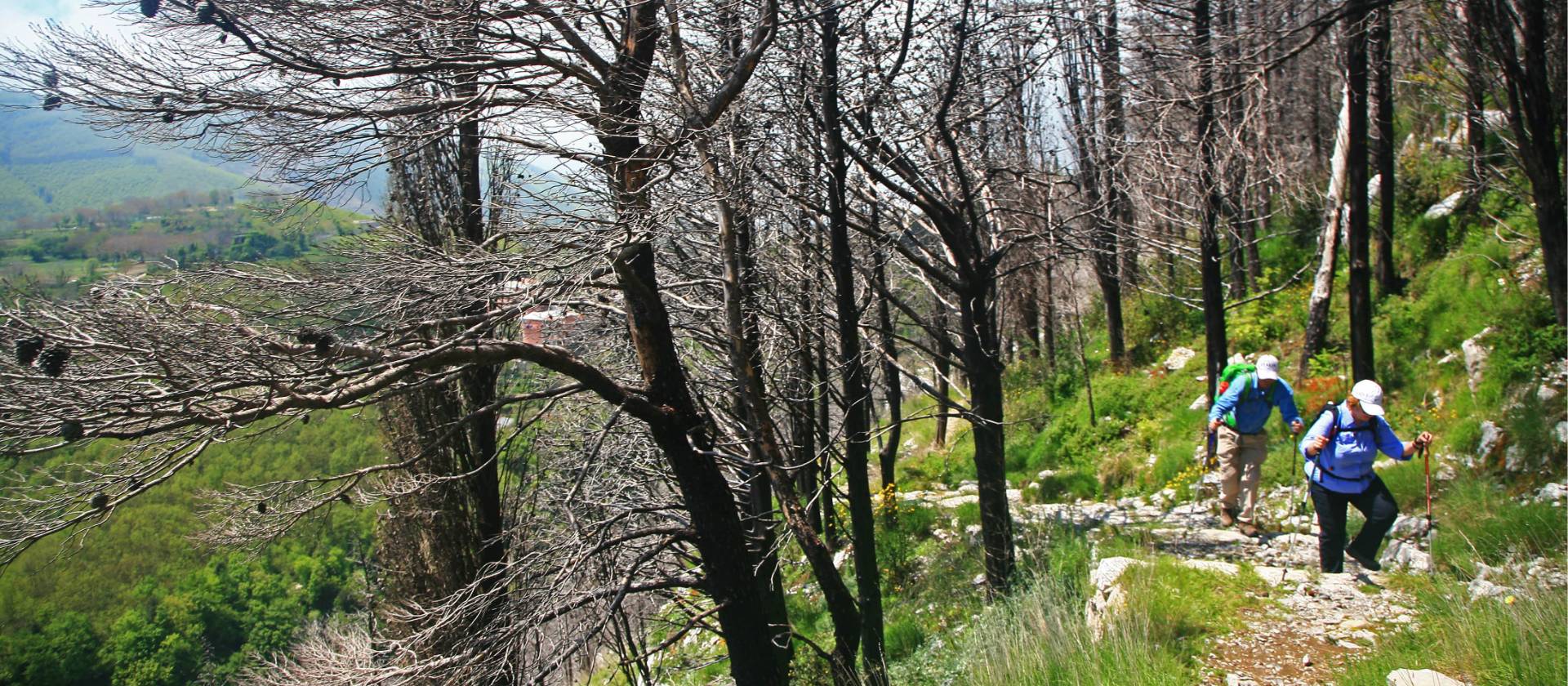 Entering charred forest near Santa Maria di Castello | John Millen