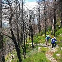 Entering charred forest near Santa Maria di Castello | John Millen