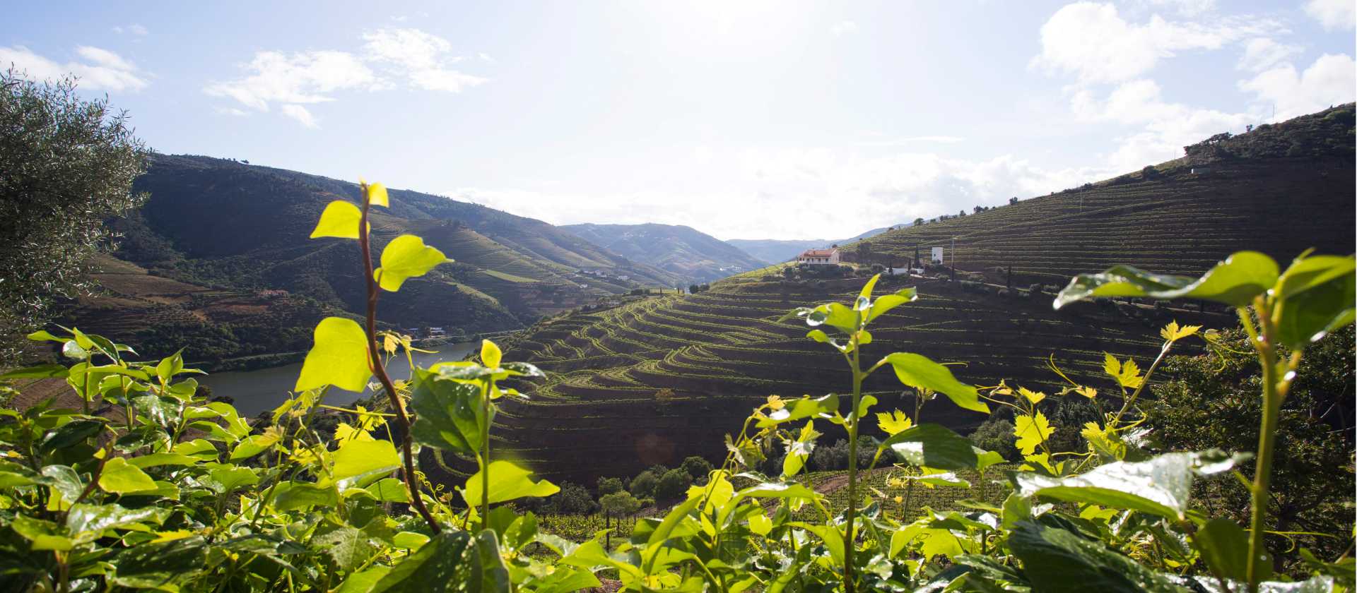 Vineyards of the Douro Valley | Andre Carvalho