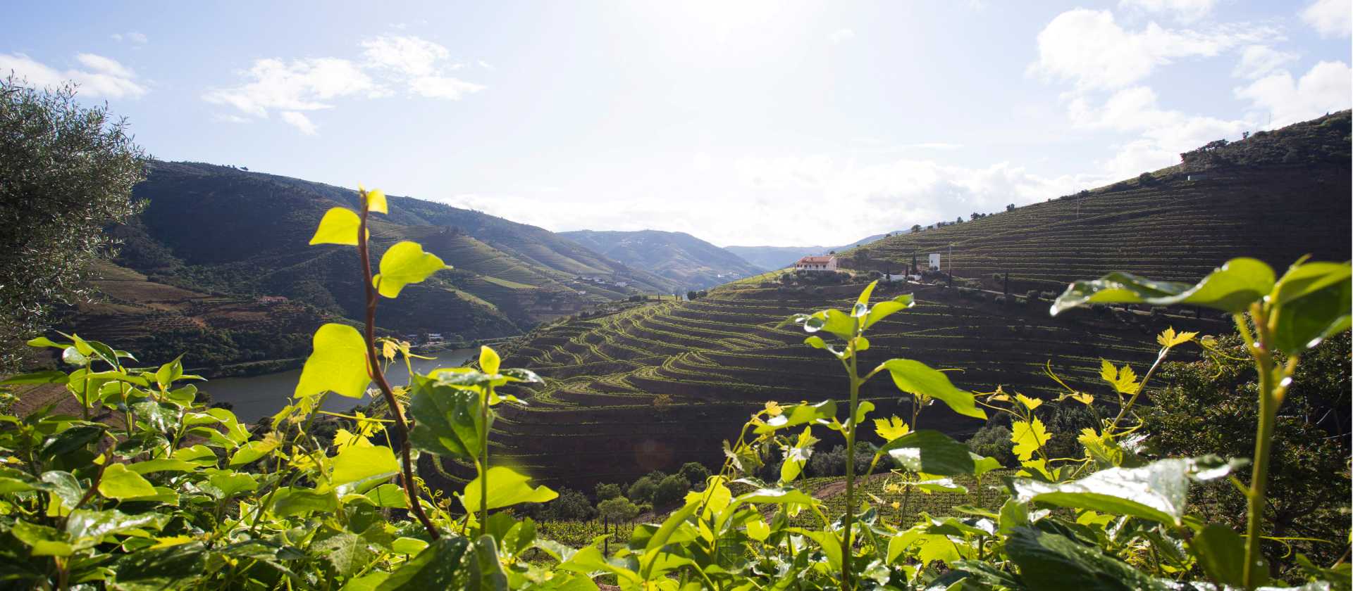 Vineyards of the Douro Valley | Andre Carvalho