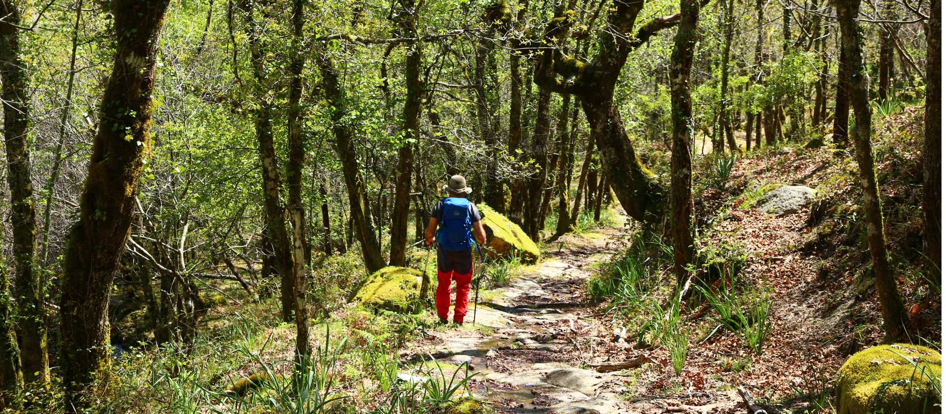 Forest Trails, Peneda Geres National Park, Portugal