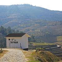 Walking through the stunning Douro vineyards