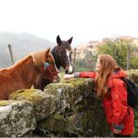 Meeting the locals, Peneda Geres National Park, Portugal