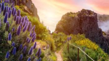 Path on Pico Ruivo, Madeira,pixelRaw The trails in Madeira are lined with wildflowers, especially in spring & autumn
