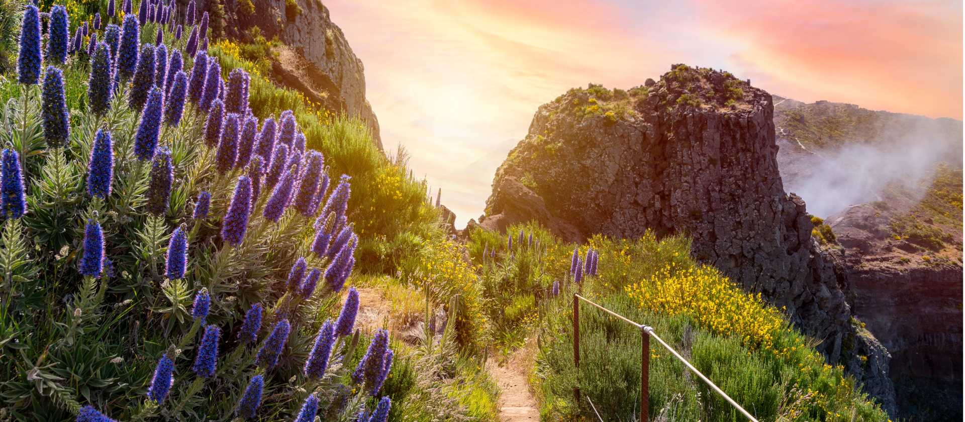 The trails in Madeira are lined with wildflowers, especially in spring & autumn | pixelRaw