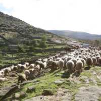 Sheep Herding in the Peneda Geres National Park, Portugal