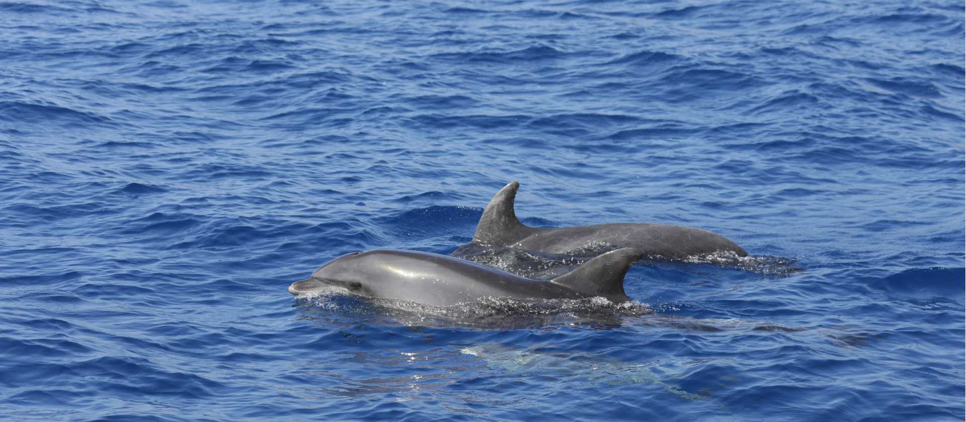 Bottle-nosed Dolphins off Tazacorte | John Millen