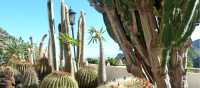 Prickly cactus garden in Hermigua