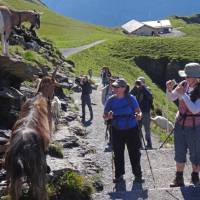 Goats and tourists near First | John Millen