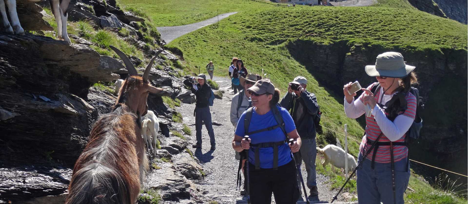 Goats and tourists near First | John Millen