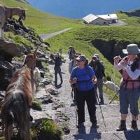 Goats and tourists near First | John Millen