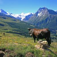 Cow on the ascent to Col de Torrent | John Millen