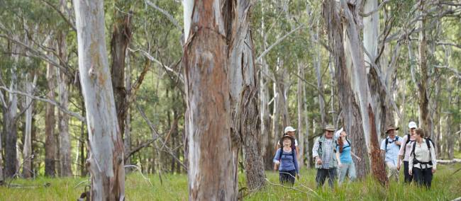 Walking through Eucalyptus forest