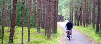 Scenic cycling through pine forests in Lithuania | Andrew Bain