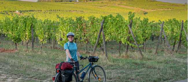 Cycle among the vineyards in Alsace