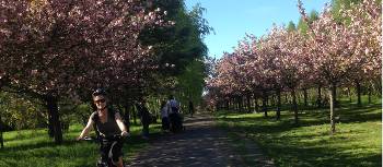 Blossoms in Bloom on the Berlin Wall Trail Cycle | Lizzie Enfield