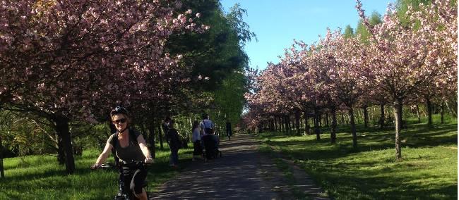 Blossoms in Bloom on the Berlin Wall Trail Cycle | Lizzie Enfield