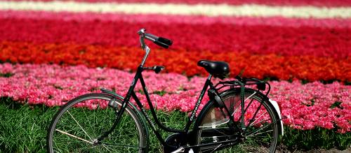 Utracks Stroll The Glorious Tulip Gardens Of The Netherlands Utracks Stroll The Glorious Tulip Gardens Of The Netherlands