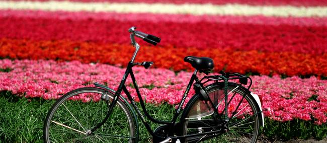 Flower field, Haarlem | NBTC