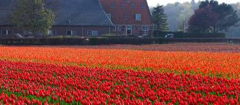 Cycle through the typical Dutch countryside in spring