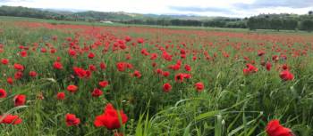 The abundance of red poppies in Italy makes you feel as if you’re in a Van Gogh painting