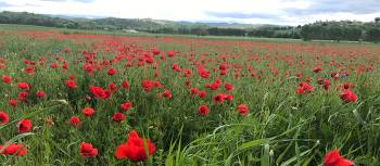 The abundance of red poppies in Italy makes you feel as if you’re in a Van Gogh painting