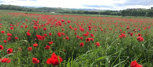 The abundance of red poppies in Italy makes you feel as if you’re in a Van Gogh painting