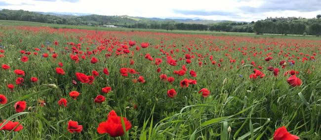 The abundance of red poppies in Italy makes you feel as if you’re in a Van Gogh painting