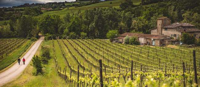 Walkers take in the typical Tuscan landscape on the Via Francigena | Tim Charody