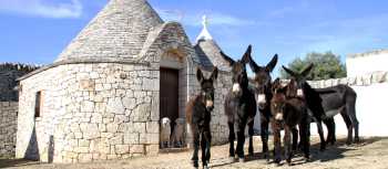 Donkeys in front of trulli buildings in Italy