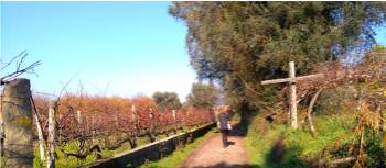 Walking through vineyards on the Camino in Portugal