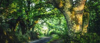 Walk through delightful forests on the Camino | @timcharody