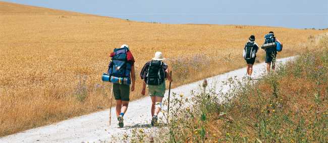 Pilgrims walking along the Camino in the Rioja region