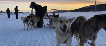 Dogsledding is one of the highlights of an Arctic adventure | Kate Baker