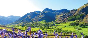 Bluebells and the pikes, Great Langdale | John Millen