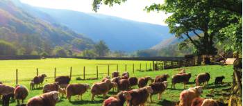 Sheep in Stonethwaite during spring | John Millen