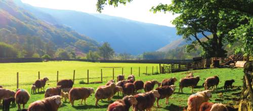 Sheep in Stonethwaite during spring | John Millen